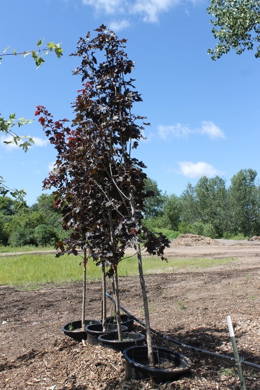 lot 14 image: Royal Red Maple