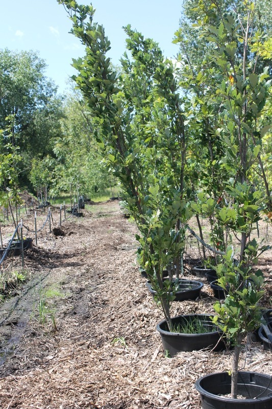 lot 16 image: Regal Prince Oak & Swamp White Oak