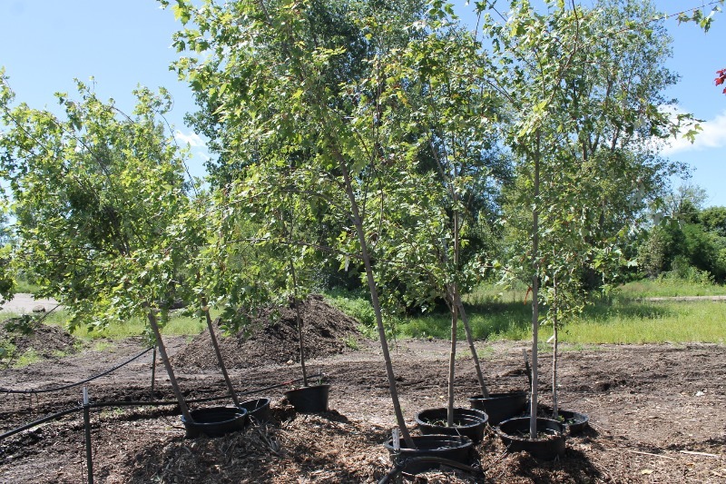 lot 17 image: Sienna Glen Maple
