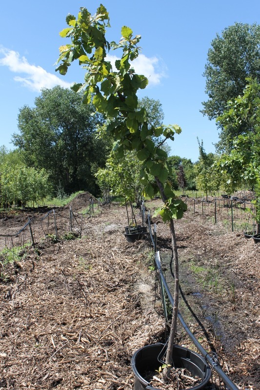 lot 18 image: Swamp White Oak