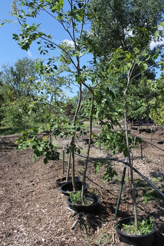 lot 20 image: Assorted Trees
