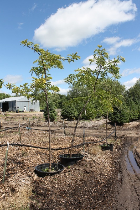 lot 19 image: Honey Locust