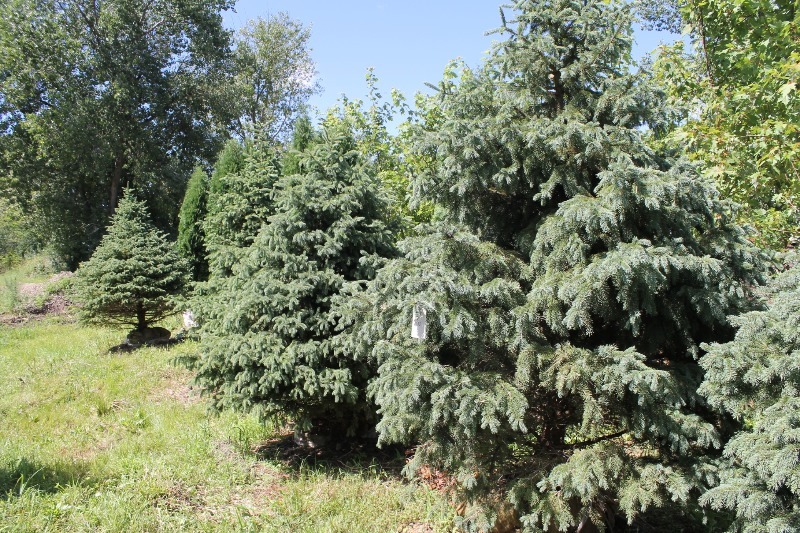 lot 26 image: Black Hills Spruce