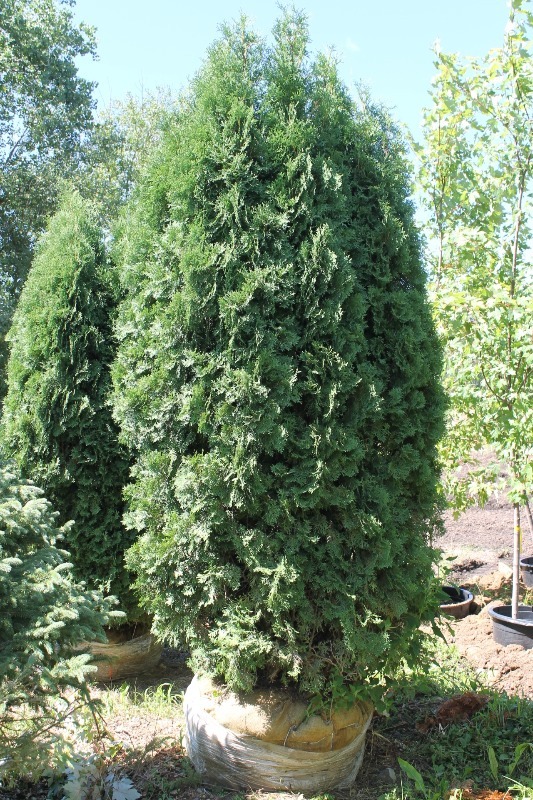 lot 27 image: Upright Arborvitae