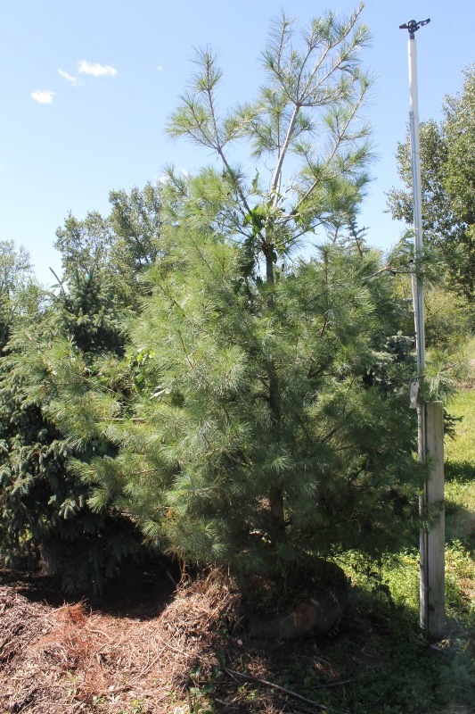 lot 28 image: White Pine & Norway pine