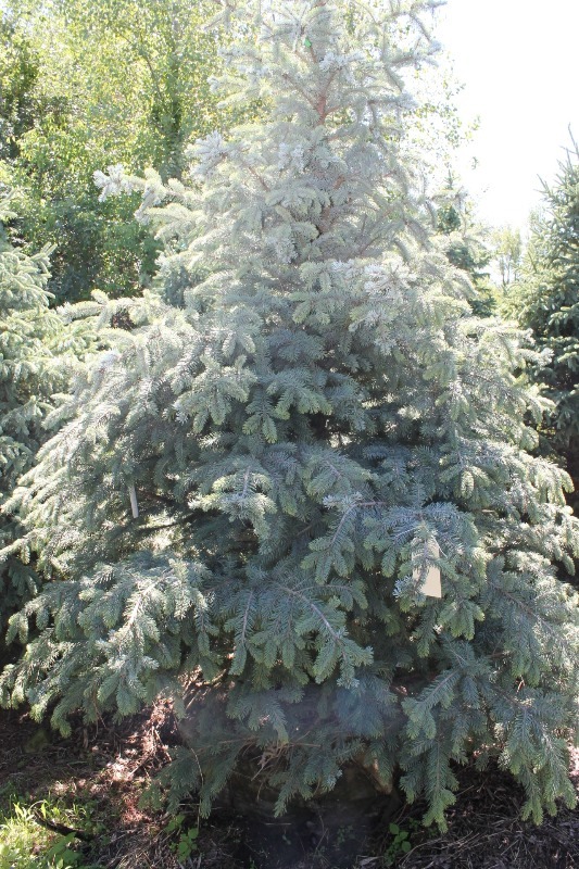 lot 29 image: Fat Albert Spruce