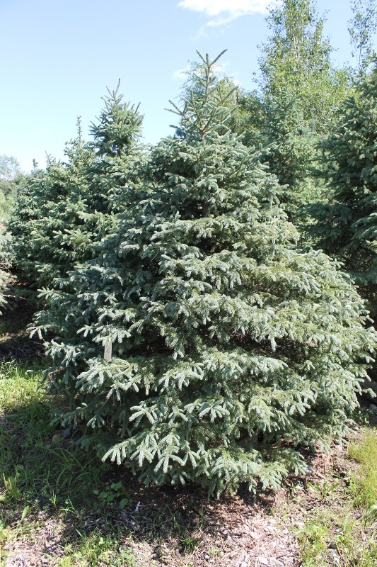 lot 30 image: Black Hills Spruce