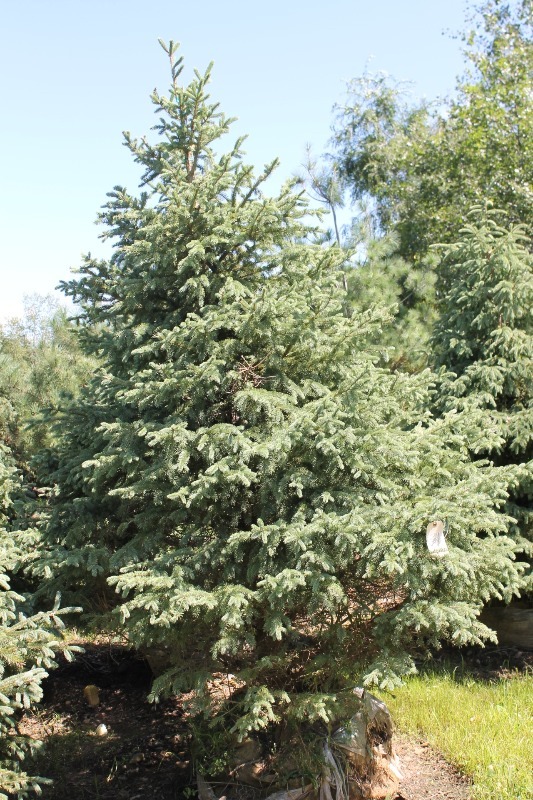 lot 31 image: Black Hills Spruce