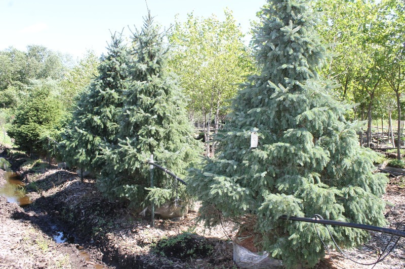 lot 56 image: Serbian Spruce