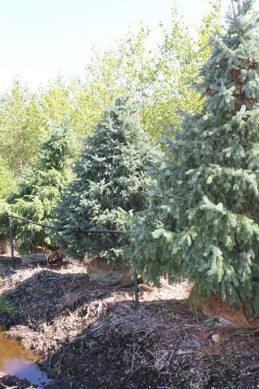 lot 57 image: Serbian Spruce