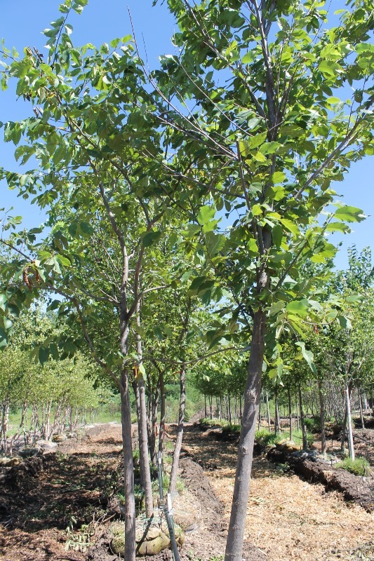 lot 59 image: Princeton Elm