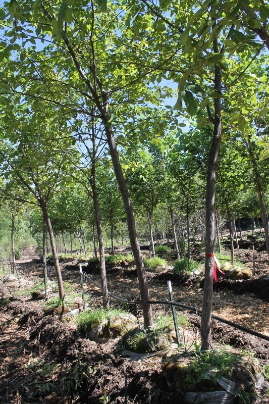 lot 60 image: Princeton Elm