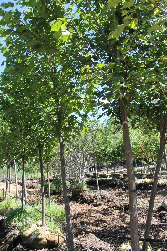lot 61 image: Princeton Elm
