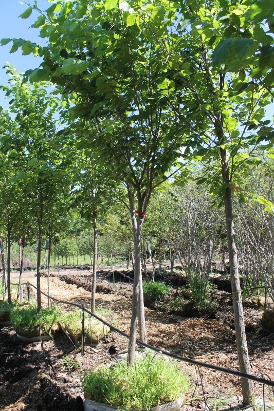 lot 62 image: Princeton Elm