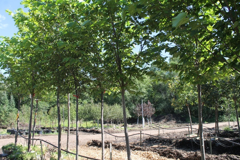 lot 65 image: Princeton Elm