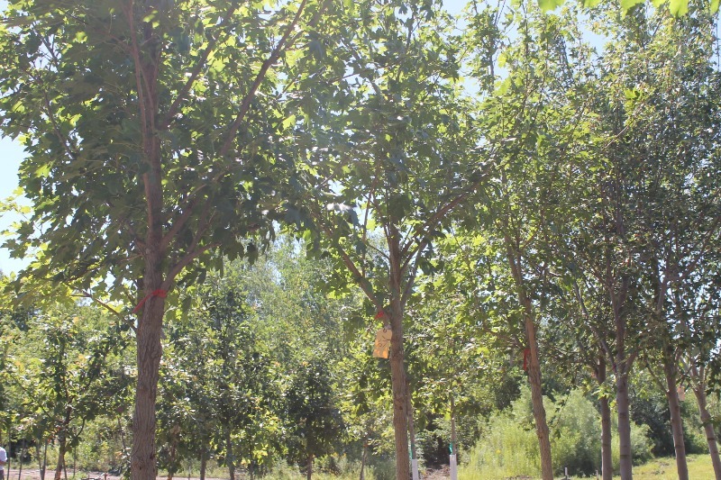lot 67 image: Miyabe State St. Maple