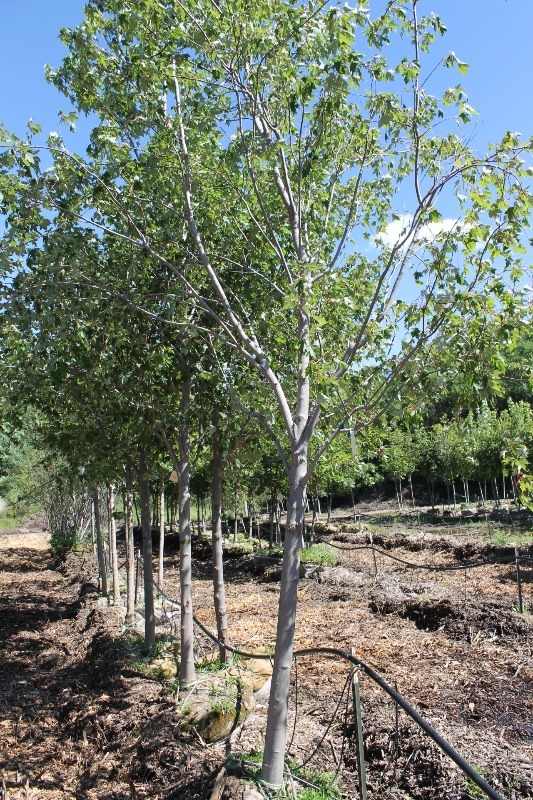 lot 68 image: Sienna Glen Maple