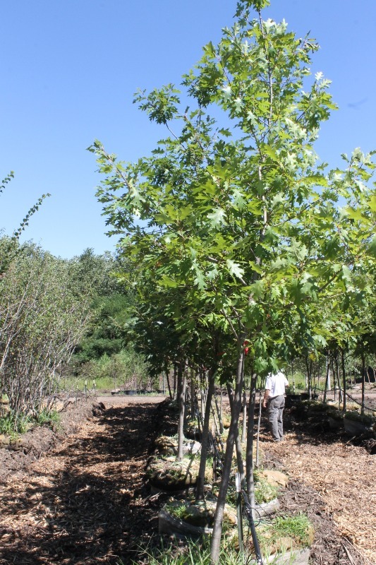lot 70 image: Norther Red Oak