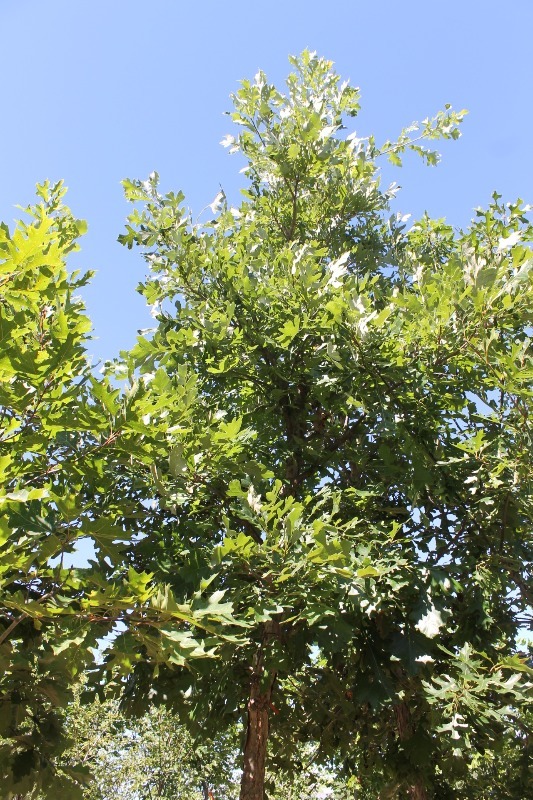 lot 72 image: Swamp White Oak