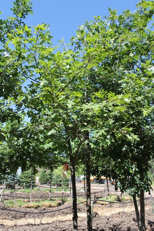 lot 73 image: Northern Pin Oak