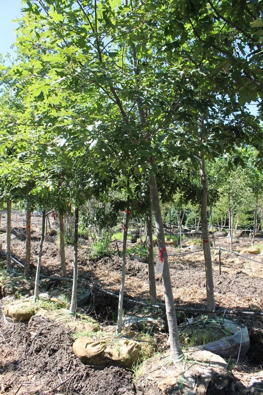 lot 74 image: Pin Oak