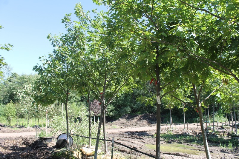 lot 76 image: Northern Red Oak