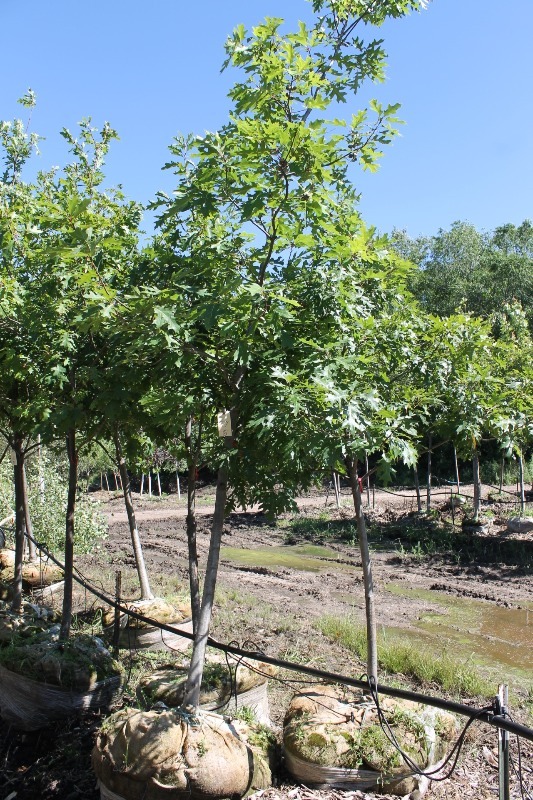 lot 77 image: Northern Red Oak