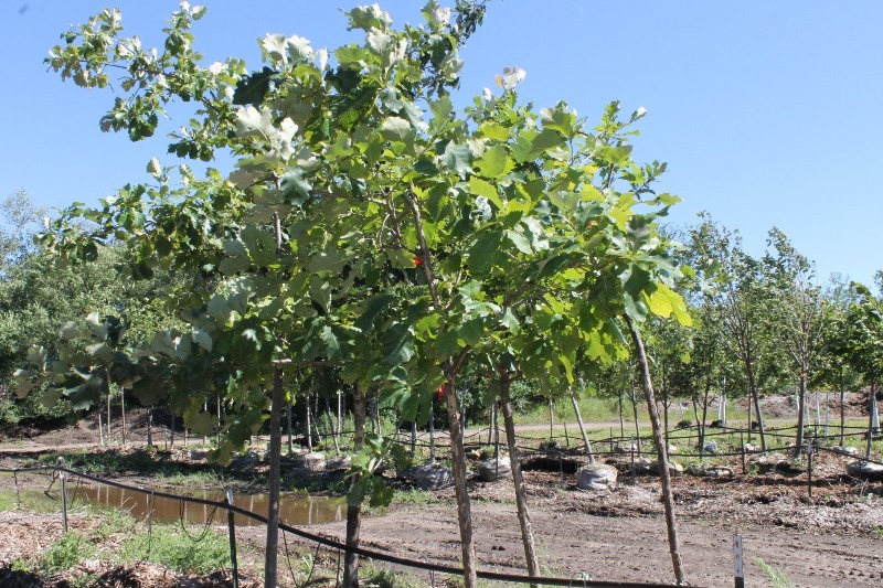 lot 78 image: Swamp White Oak