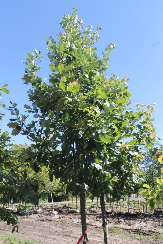 lot 80 image: Heritage Oak