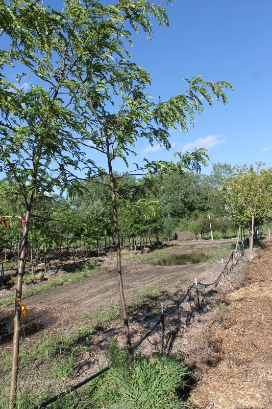 lot 81 image: Skyline Honeylocust
