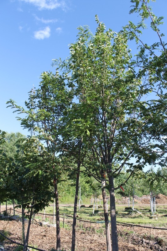 lot 82 image: Greenspire Linden