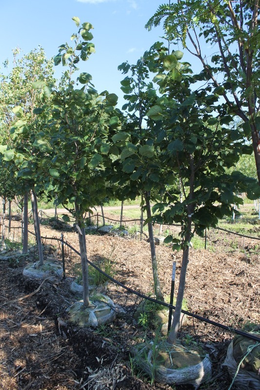 lot 83 image: Redmon Linden