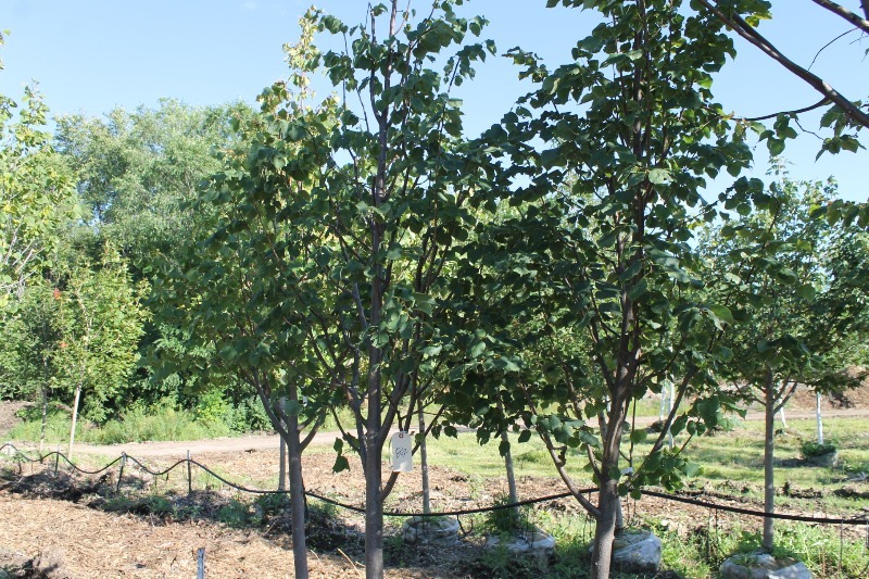 lot 84 image: Greenspire Linden