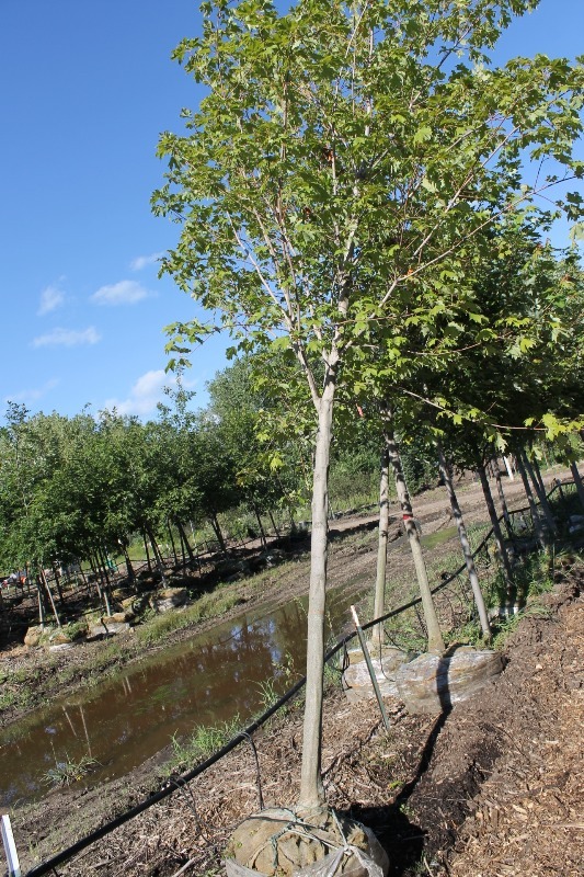 lot 85 image: Fall Fiesta Sugar Maple