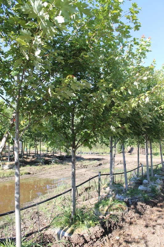 lot 86 image: Autumn Blaze Maple