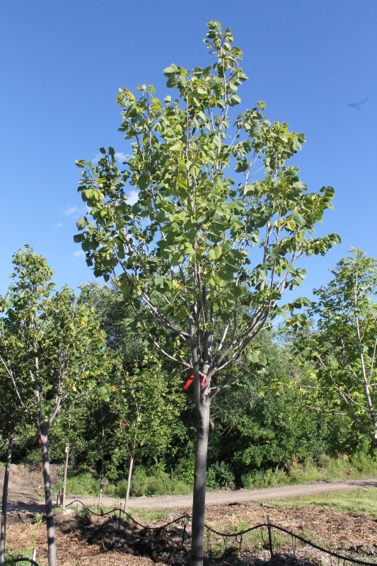 lot 88 image: Boulevard Linden