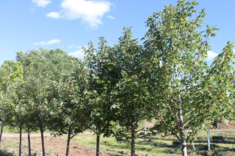 lot 90 image: Burgundy Bell Maple