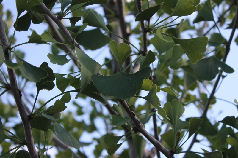 lot 91 image: Ginkgo, Autumn Gold