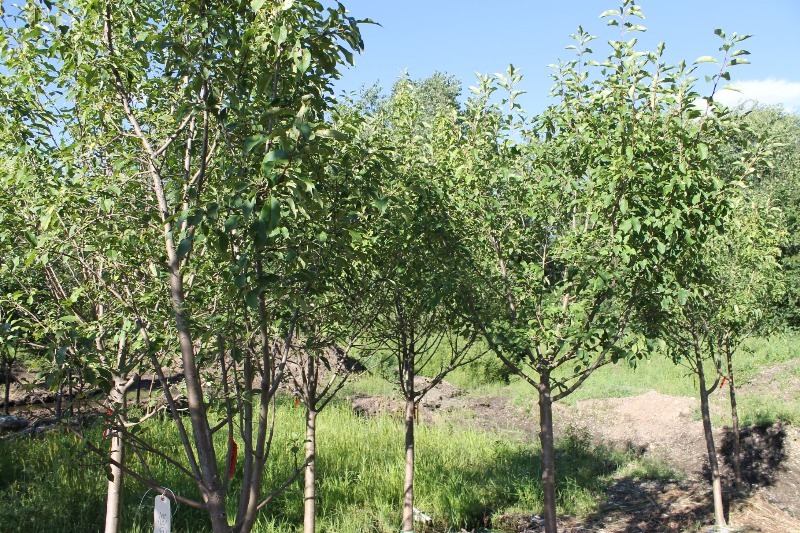 lot 100 image: Spring Snow Crabapple