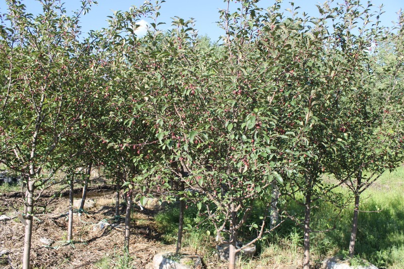 lot 101 image: Red Splendor Crabapple