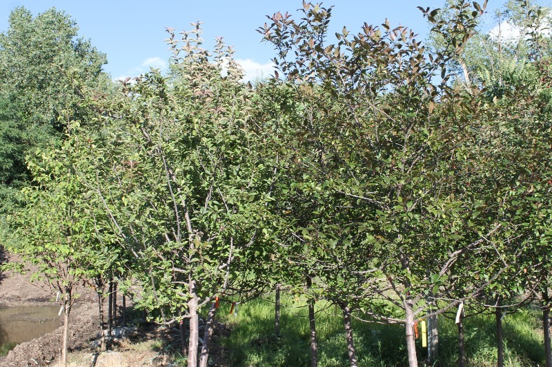 lot 102 image: Prairie Fire Crabapple