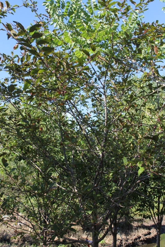 lot 103 image: Adams Crabapple