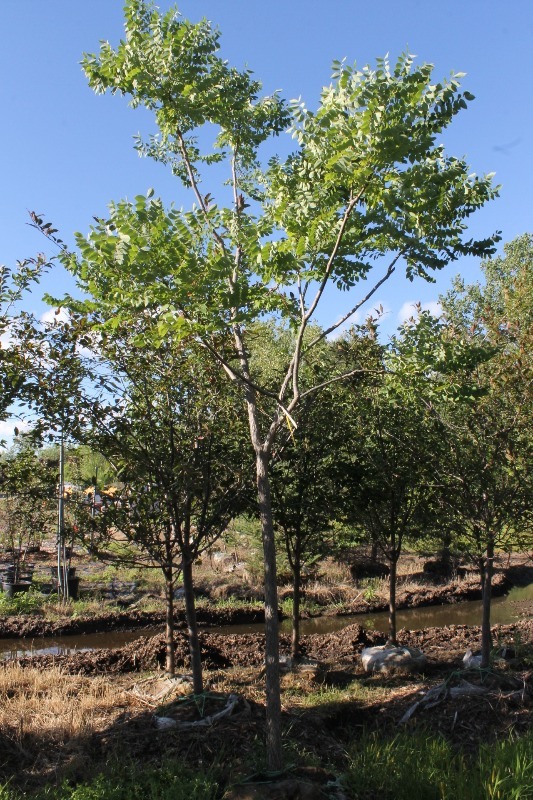 lot 104 image: Kentucky Coffee Tree & Red Baron Crabapple