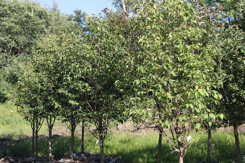 lot 105 image: Japanese Tree Lilac
