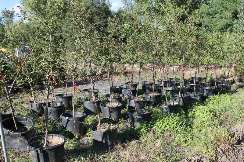 lot 106 image: Radiant Pink Crabapple