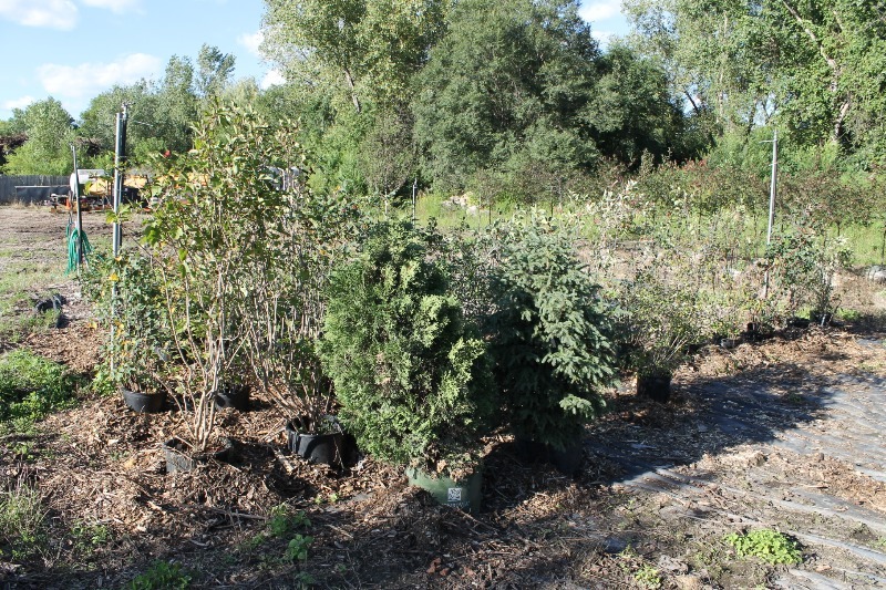 lot 107 image: Potted Shrubs, assorted