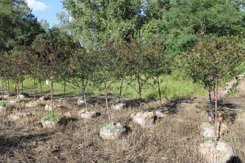 lot 108 image: Prairie Fire Crabapple