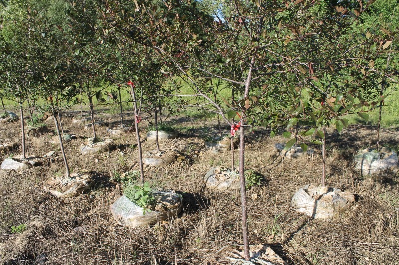 lot 109 image: Prairie Fire Crabapple
