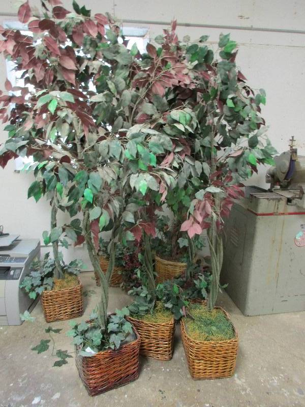 lot 64 image: Ficus trees