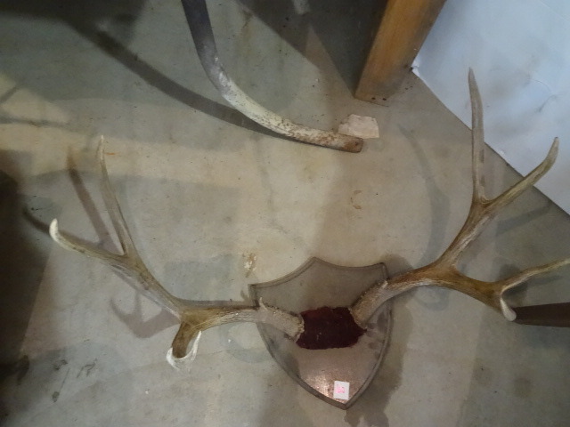 Deer Antler